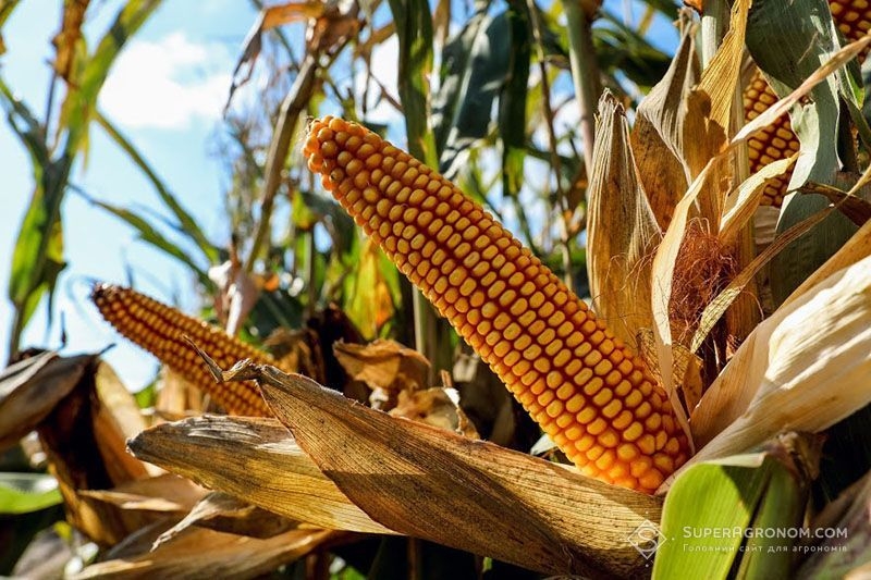 Біопрепарати можуть збільшити урожайність кукурудзи на 10%