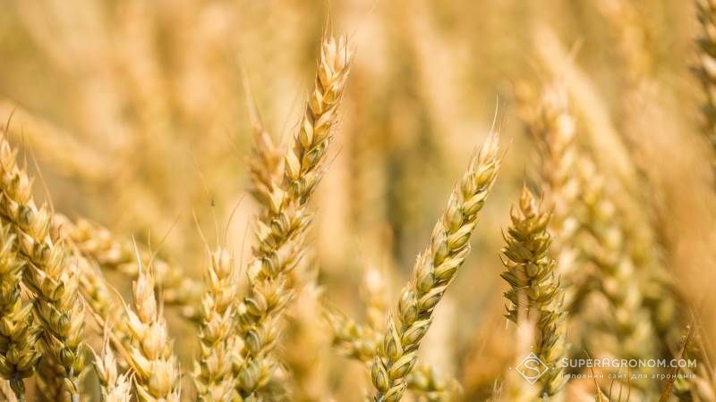 У Держстаті підтвердили рекордний врожай зерна сезону 2019 року