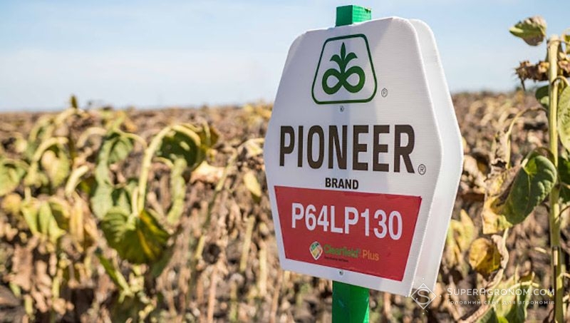 Corteva продаватиме насіння Pioneer на умовах товарного кредиту — джерело