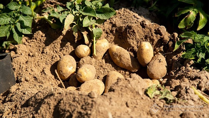 Польський фермер вирощує картоплю за безвідвальною системою обробітку ґрунту