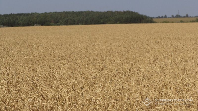 На Луганщині зібрали рекордний врожай озимої пшениці