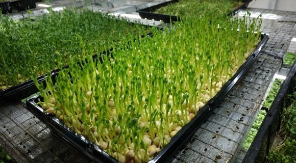Тепличне господарство вирощує на Одещині мікрозелень і харчові квіти