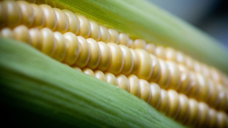 В Україні рентабельно вирощувати солодку кукурудзу — фермер