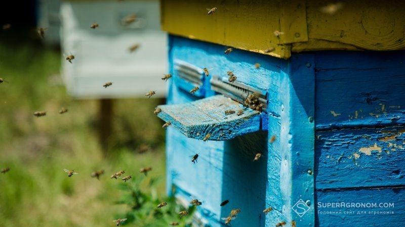 До прем’єра звернулись з проханням посилити відповідальність за отруєння бджіл