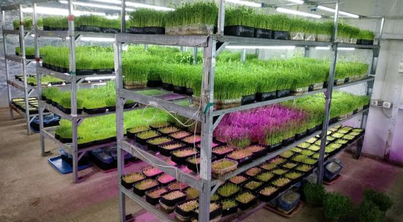 Тепличне господарство вирощує на Одещині мікрозелень і харчові квіти