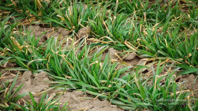 На подальшу протиерозійну стійкість ґрунтів під посівом пшениці впливає попередник