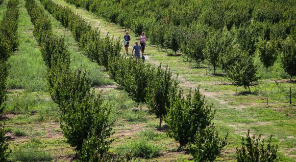 З найбільшого в світі кизилового саду на Запоріжжі збирають врожаї