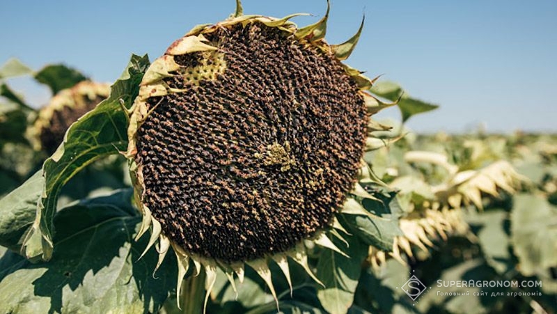 В Укрлендфармінг очікують на рекордний врожай соняшнику
