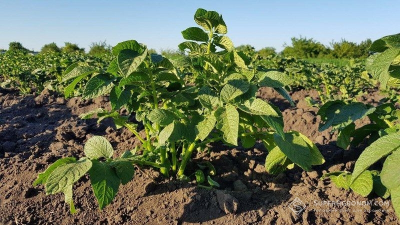 В Україні готують до реєстрації новий ранньостиглий сорт картоплі
