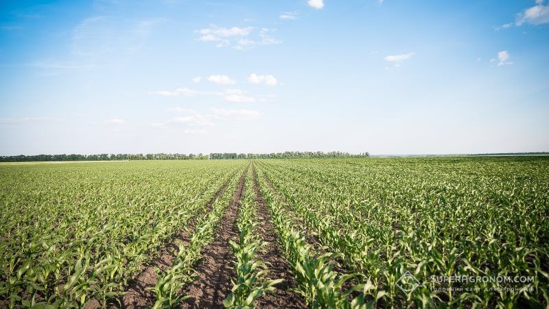 Площі сівби кукурудзи в Україні можуть сягнути чергового рекорду — думка