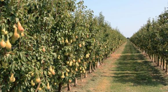 На Львівщині вирощують колоновидні груші