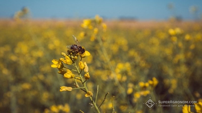 У Хорватії оголосили стихійне лихо через ймовірне отруєння пестицидами 50 млн бджіл