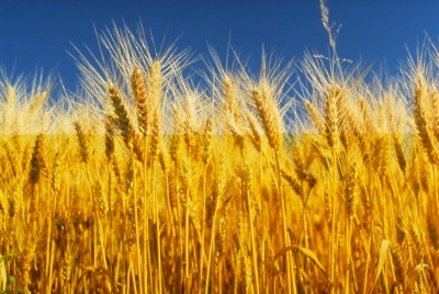 озимой мягкой пшеницы