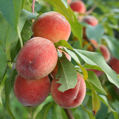 как размножать персик