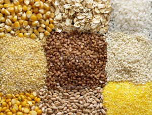 как выбрать сорт пшеницы