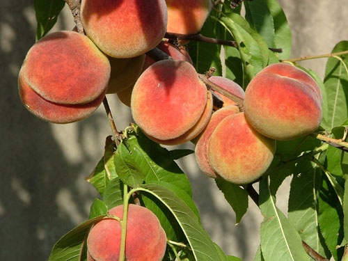 как удобрить персик