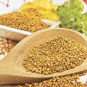 Озимая горчица: особые технологические моменты