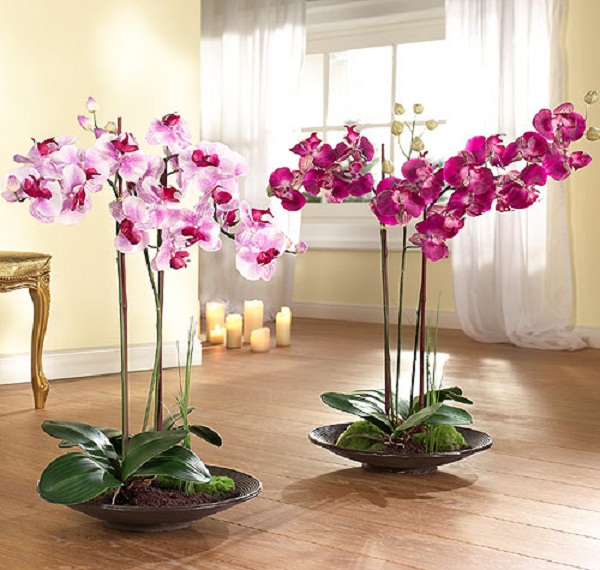 выращивать орхидеи