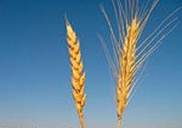 Производительность колоса озимой пшеницы
