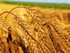 селекции пшеницы