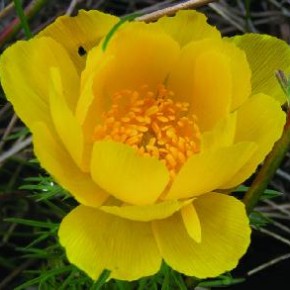 Горицвет- весенняе растение с крупными желтыми цветками