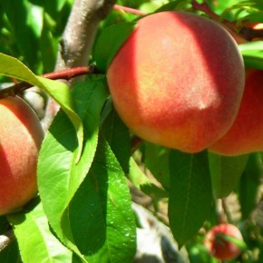 Єкспорт греческих персиков в Украине существенно увеличился
