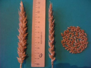 Сорта озимой пшеницы