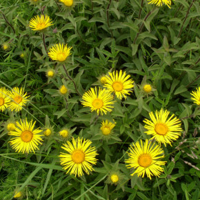 Девясил - многолетнее травянистое растение с желтыми цветками