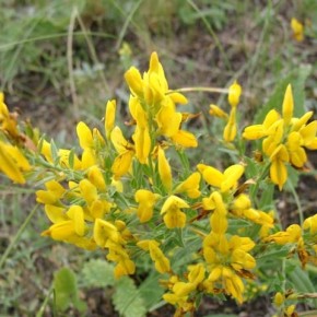 Дрок (жовтил) - кустарниковая растение с желтыми или беловатыми цветками