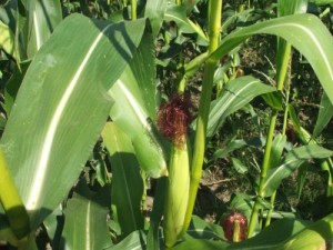Простые гибриды кукурузы