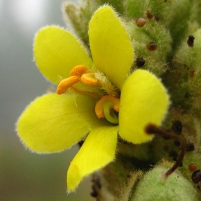 Коровяк  - двухлетнее травянистое растение со светло-желтыми цветками