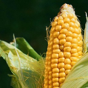 Кукуруза:украинская мифология