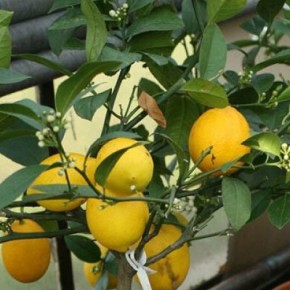 Сила роста лимона (и цитрусовых вообще)