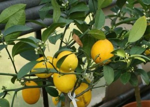 Сила роста лимона