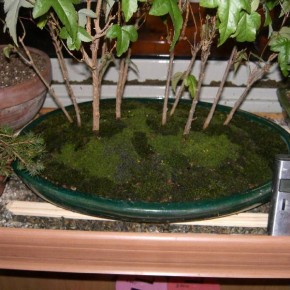 Сад под стеклом: Как вырастить мох в квартире
