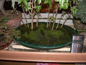 Как вырастить мох в квартире