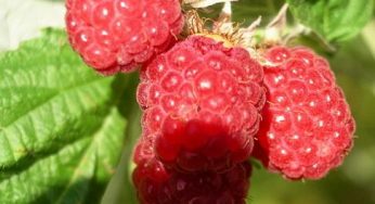 Английский сорт малины Моллинг Промис