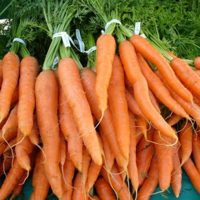 Морковь - корнеплод, наделен лечебными, защитными свойствами