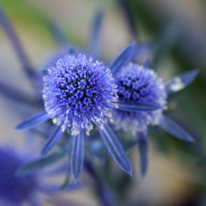 Николайчики - травянистое растение, синюю-вато-серовато-зеленого цвета с цветками