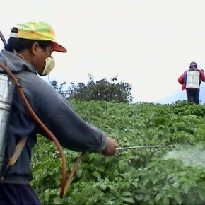 Пестициды, применяемые до распускания почек