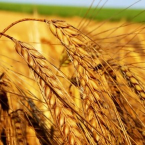 Пшеница (рожь)-украинская мифология