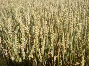  содержания хлорофилла в листьях озимой пшеницы