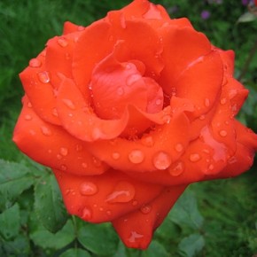 Рожа-роза - цветок богини любви