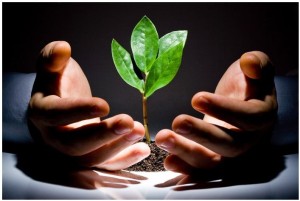  Рост и развитие растений