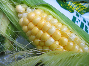 самозапыленные линии кукурузы
