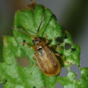 Земляничный листоед-жуки мелкие, длиной 3-4 мм, буровато-желтого цвета