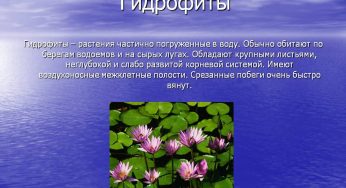 Гидрофиты — основа водных экосистем
