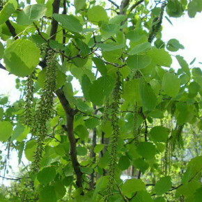 Осина-часто её называют проклятым деревом