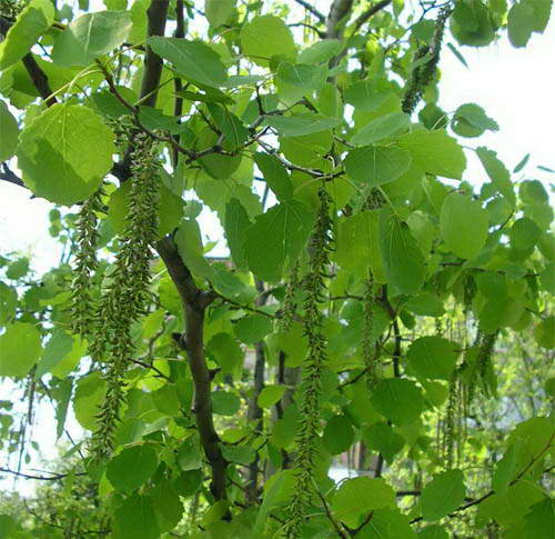 Осина Дерево Листья Фото Как Выглядит