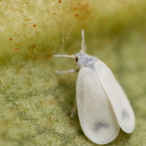 Белокрылка-очень мелкое насекомое длиной около 1,3 мм